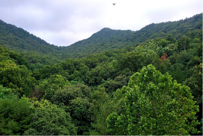 중부지방산림청, 무인기(드론)으로 국립대전숲체원 내 산림병해충 항공방제 실시 이미지3