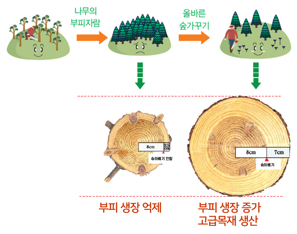 나무의 부피가 자랄때 올바른 숲가꾸기를 하지 않으면 부피생장이 억제되고, 올바른 숲가꾸기를 하면 부피생장이 증가하여 고급목재 생산이 가능함